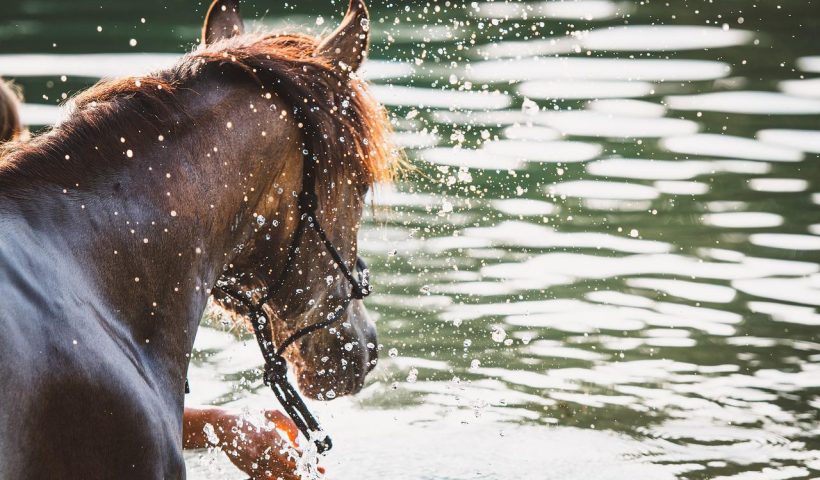 proteggere il cavallo