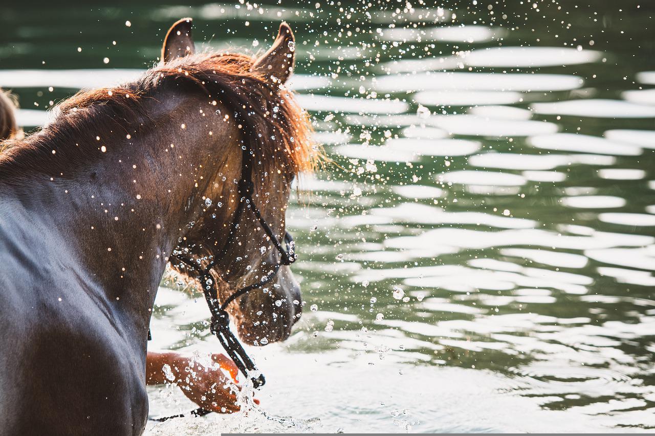 proteggere il cavallo