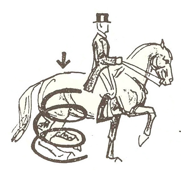 dressage