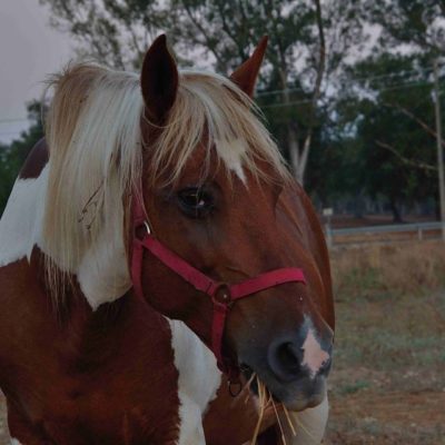 compravendita del cavallo