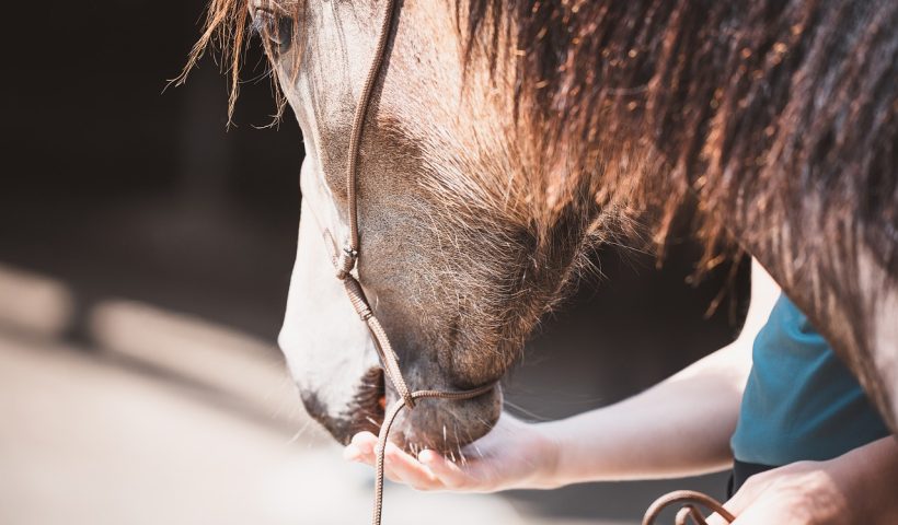 premiare il cavallo