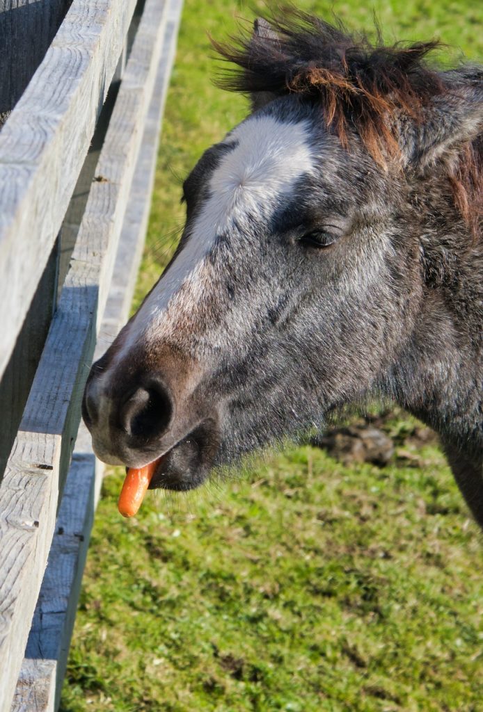 premiare il cavallo