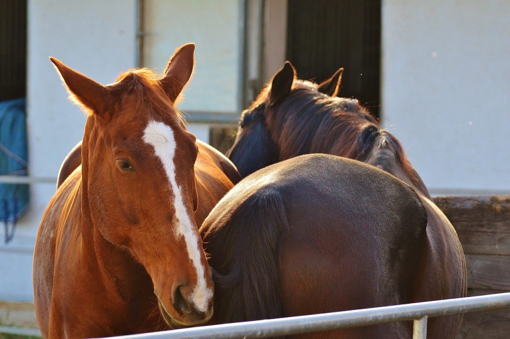 premiare il cavallo