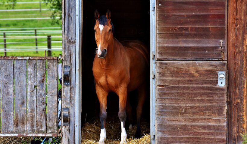 cavallo che batte lo zoccolo