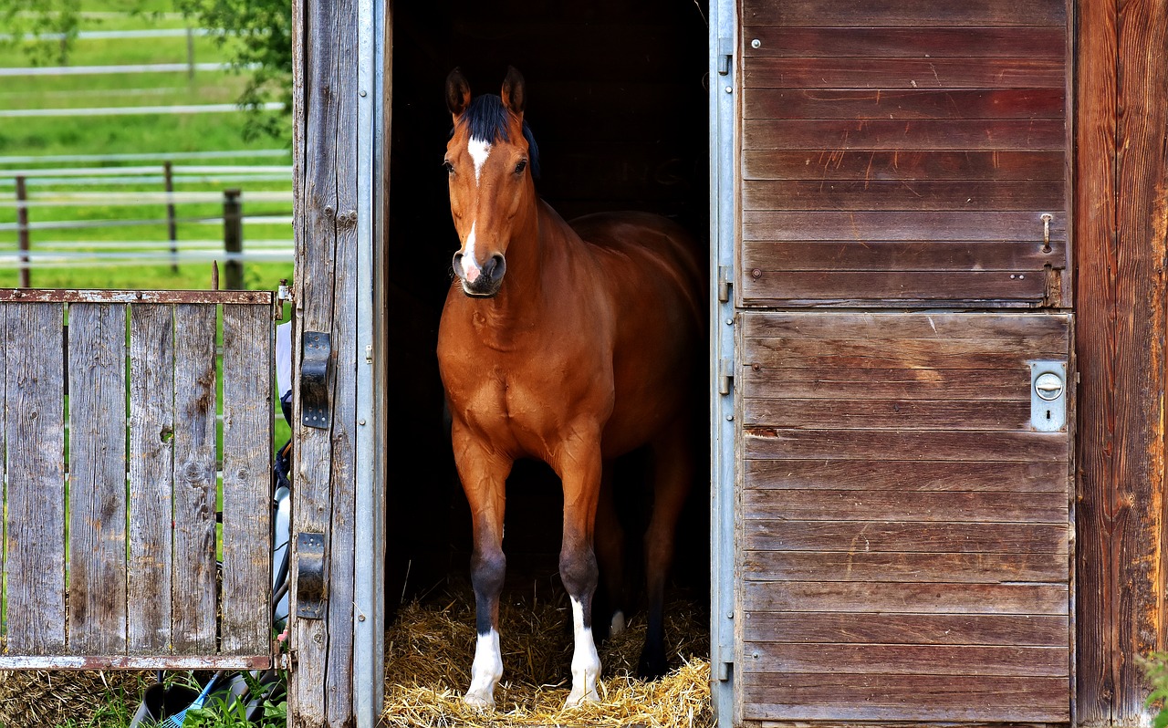 cavallo che batte lo zoccolo