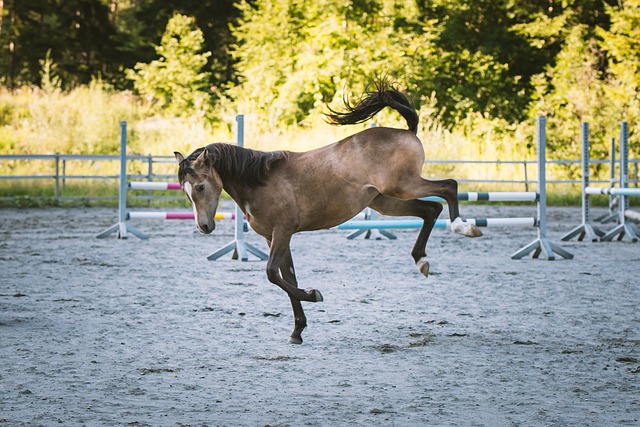 cavallo che calcia