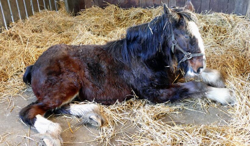 cavallo che si inboxa