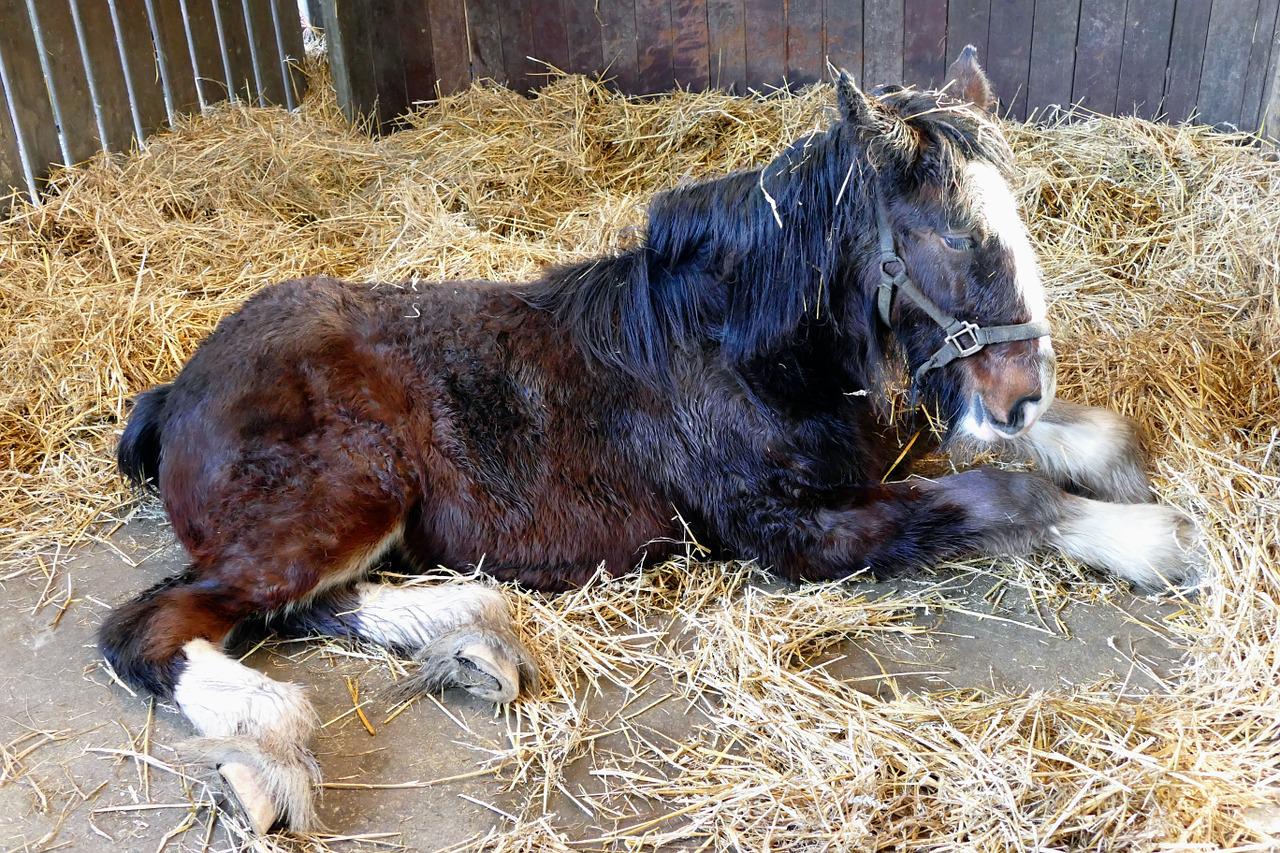 cavallo che si inboxa