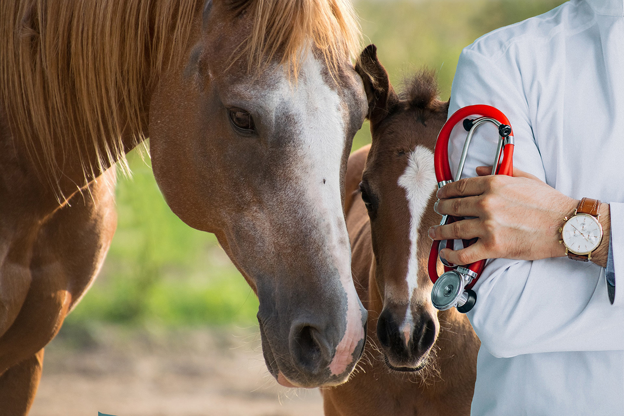 Diarrea nel puledro e nel cavallo adulto