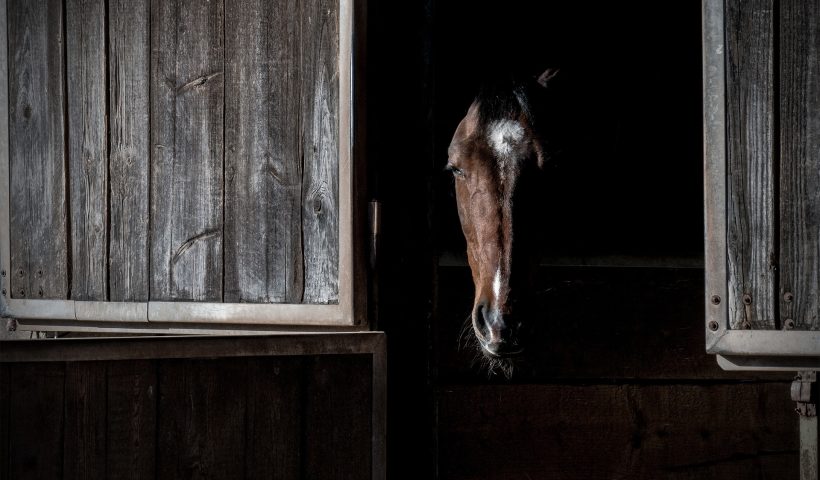 cavallo chiuso in box