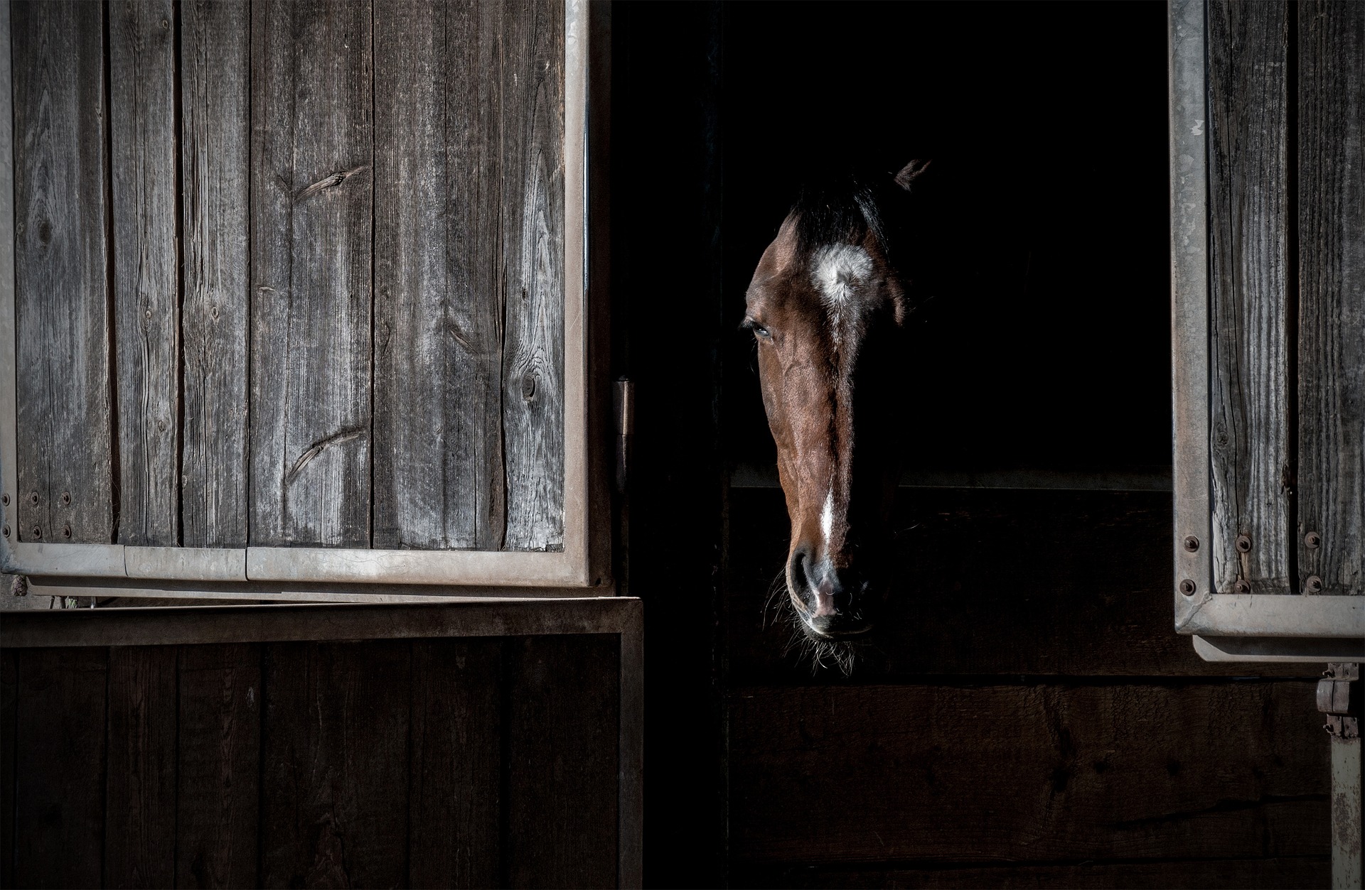 cavallo chiuso in box