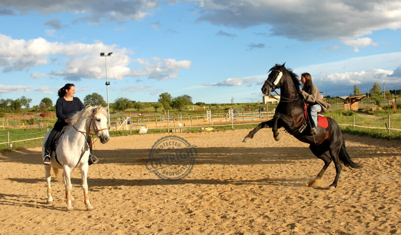 cavallo che si impenna