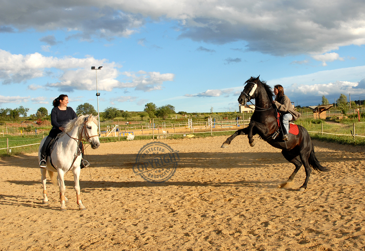 cavallo che si impenna