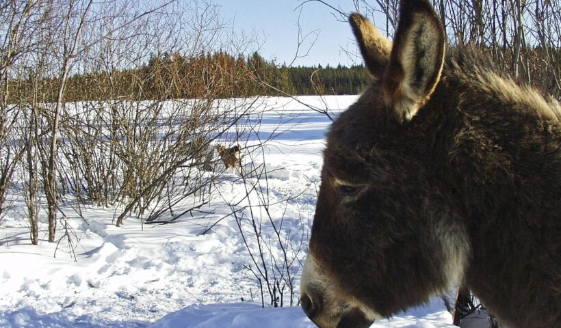 gli asini soffrono il freddo