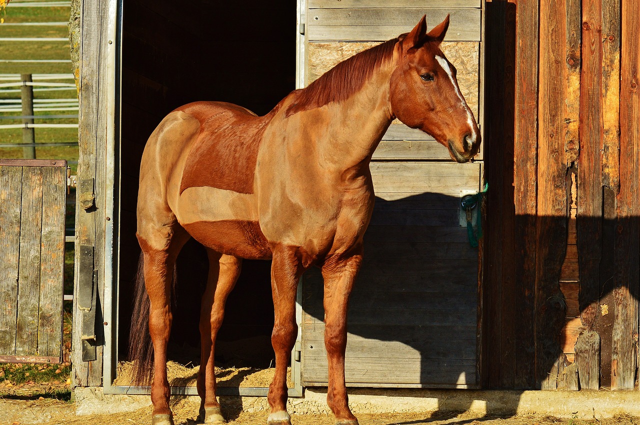 tosatura del cavallo