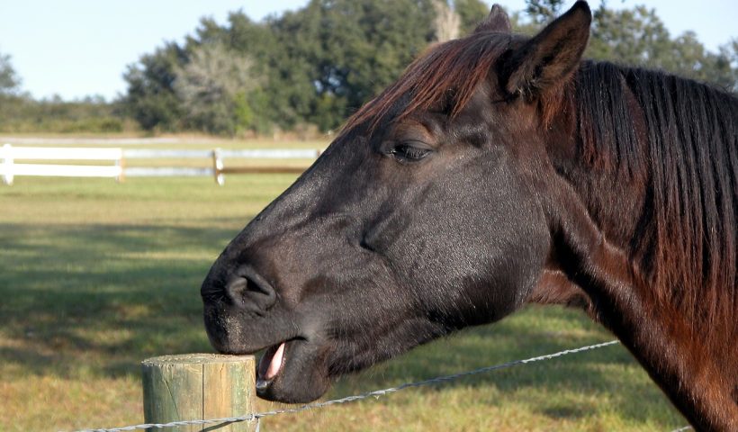 cavallo che rosicchia il legno