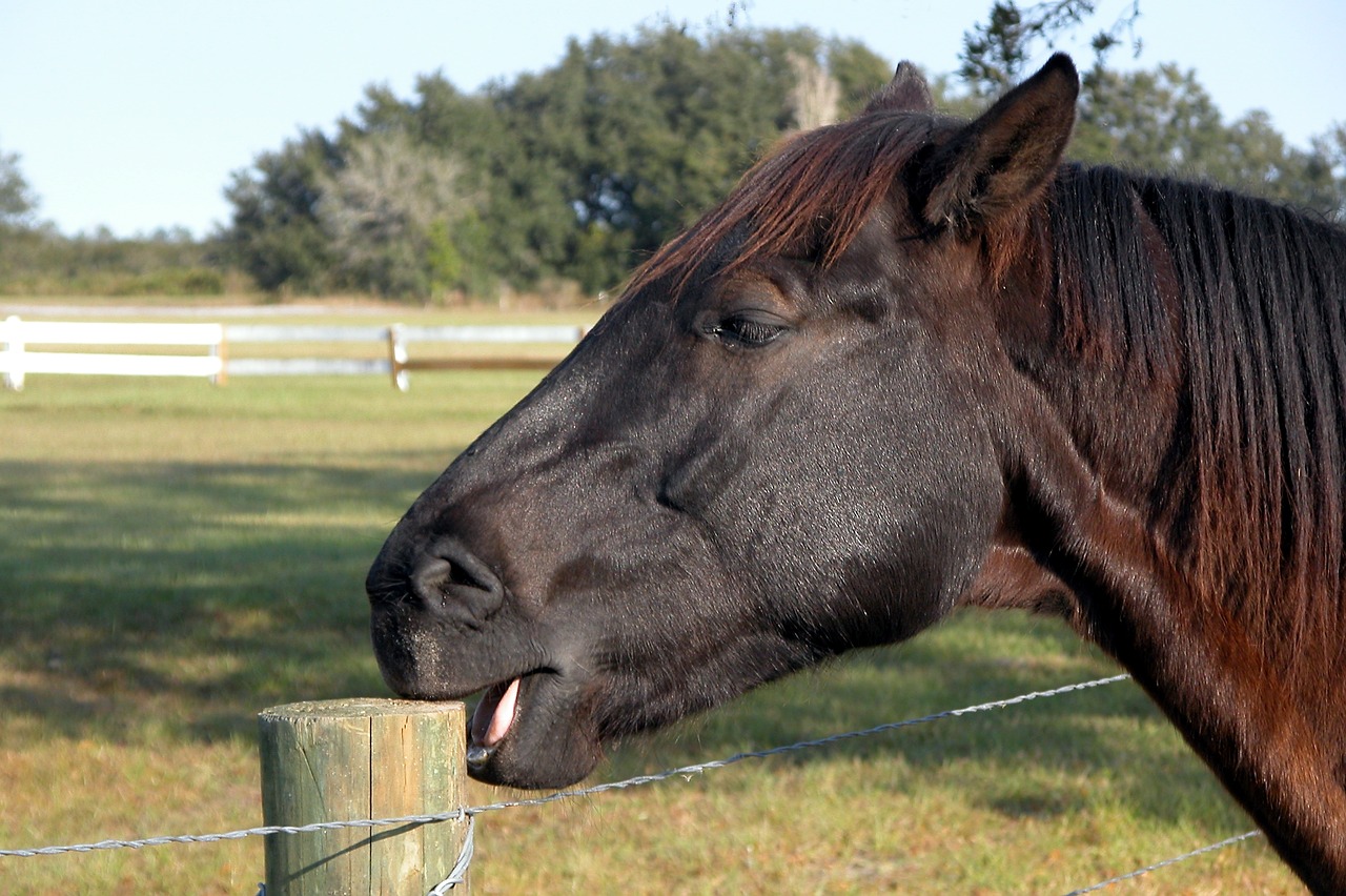 cavallo che rosicchia il legno