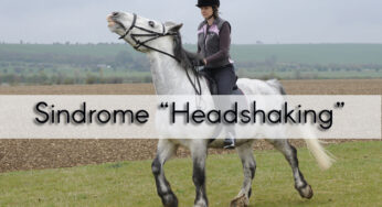 La Sindrome “Headshaking”: il cavallo scuote la testa