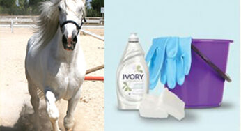 Come evitare che un cavallo grigio ingiallisca