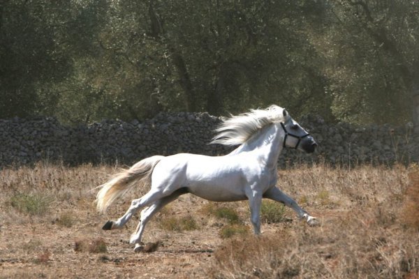 manto del cavallo