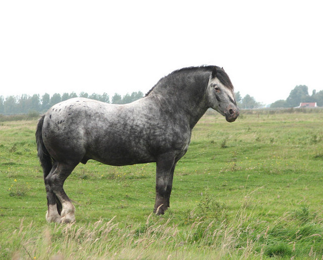 geograph.org.uk by Evelyn Simak / Spotted roan horse / CC BY-SA 2.0