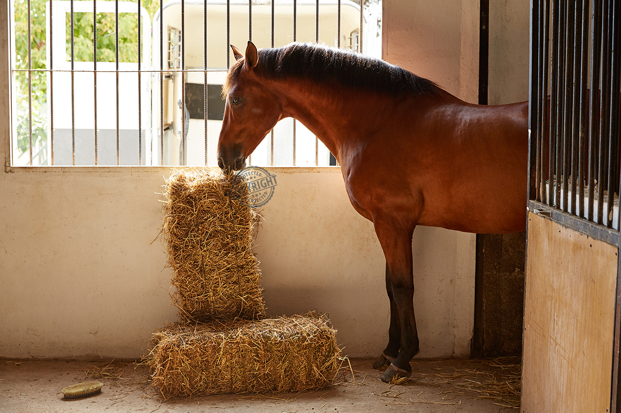 Scegliere la lettiera per cavalli - Imisteridelcavallo