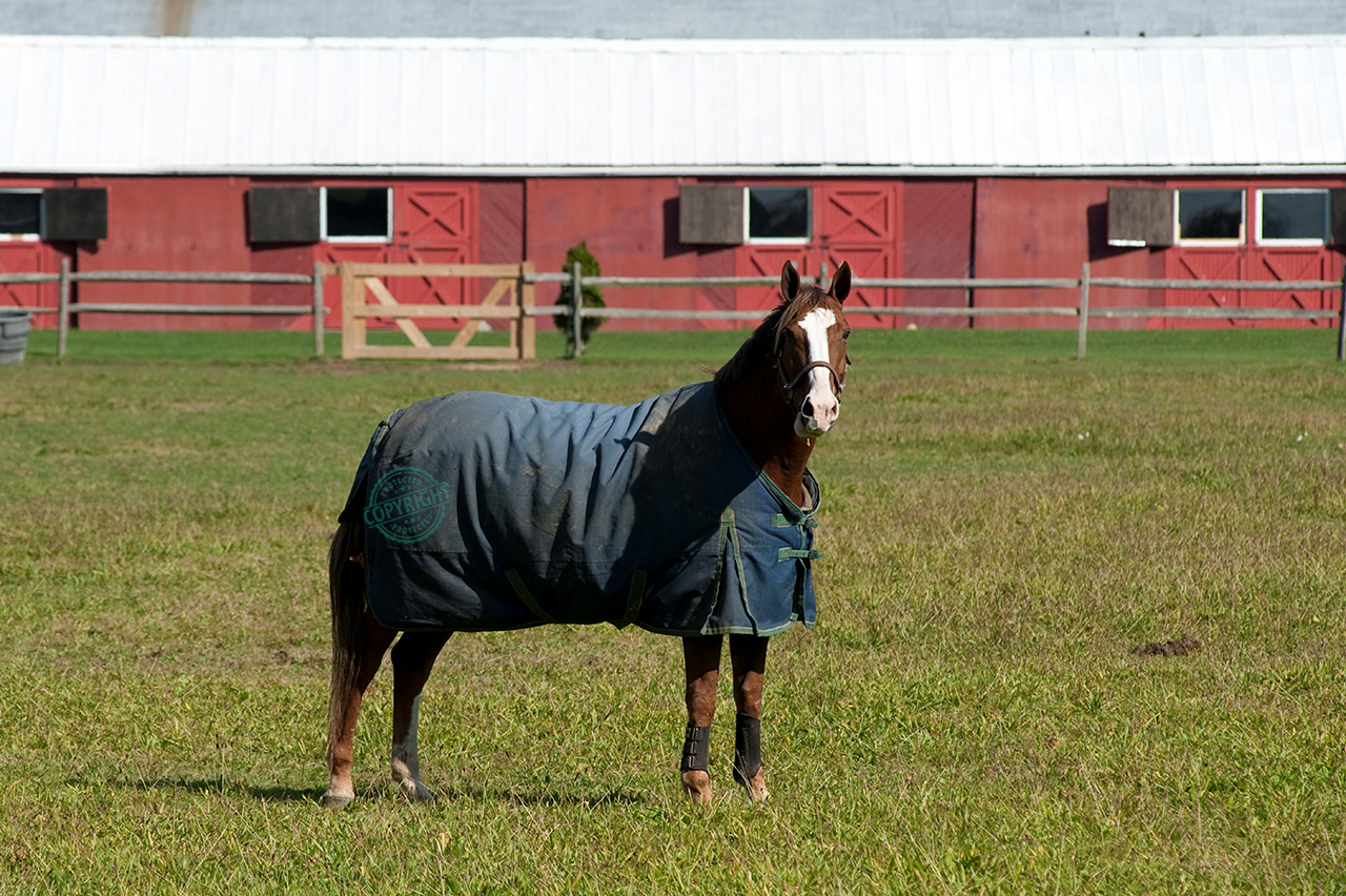 coperta per il cavallo