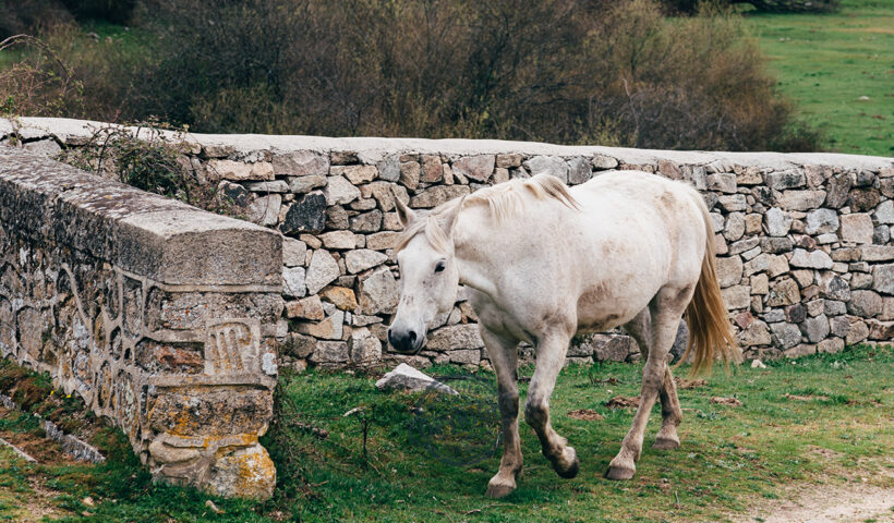 invecchiamento del cavallo