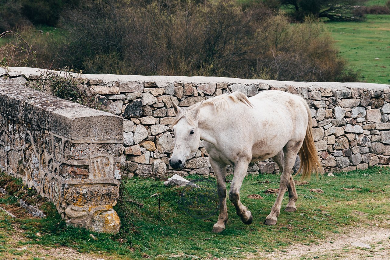 invecchiamento del cavallo