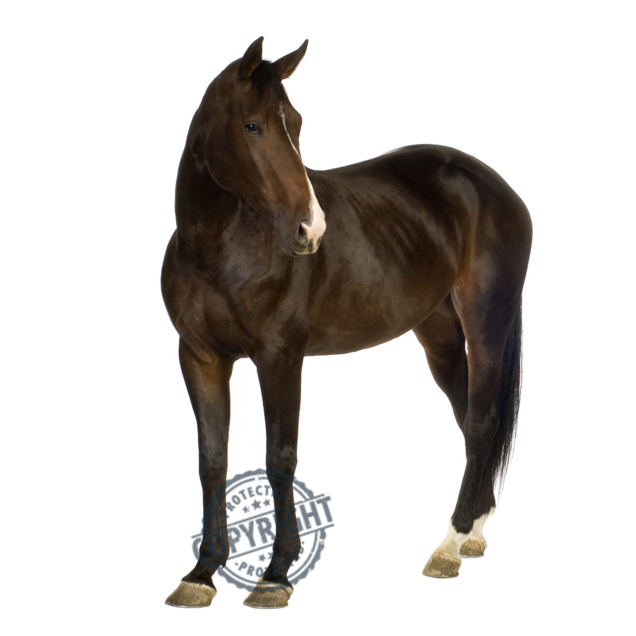 tumori del cavallo