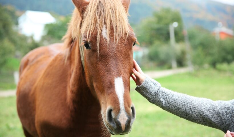 cavallo che morde