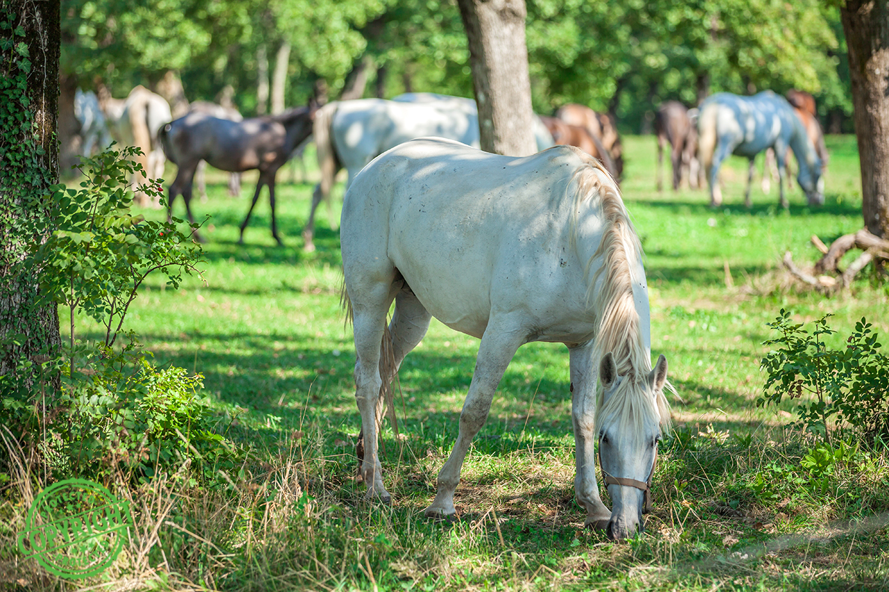 cosa non deve mangiare un cavallo