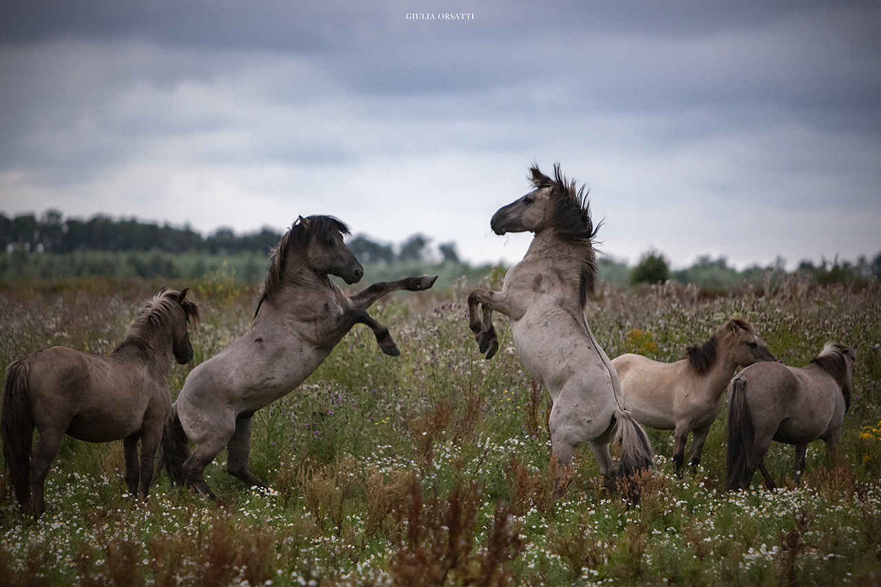 fotografia equestre