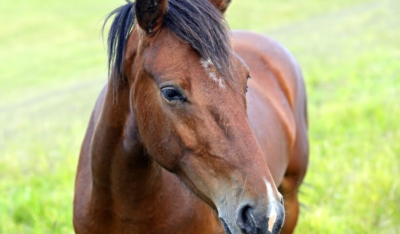 gestione del cavallo