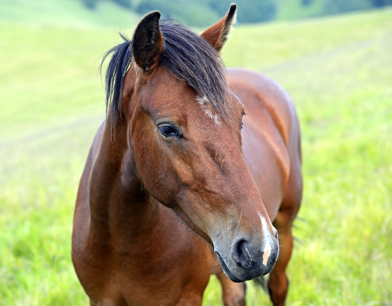 gestione del cavallo