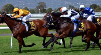 Addestrare il cavallo da corsa: preparazione, competenze e guadagni