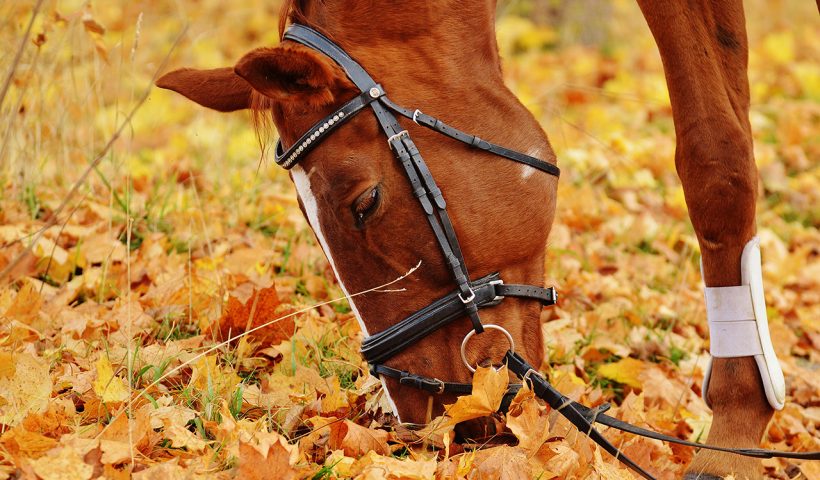 gestione del cavallo