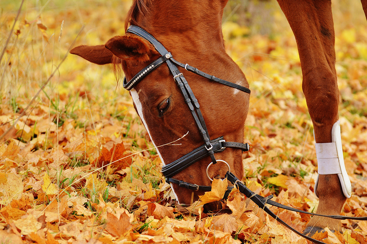 gestione del cavallo