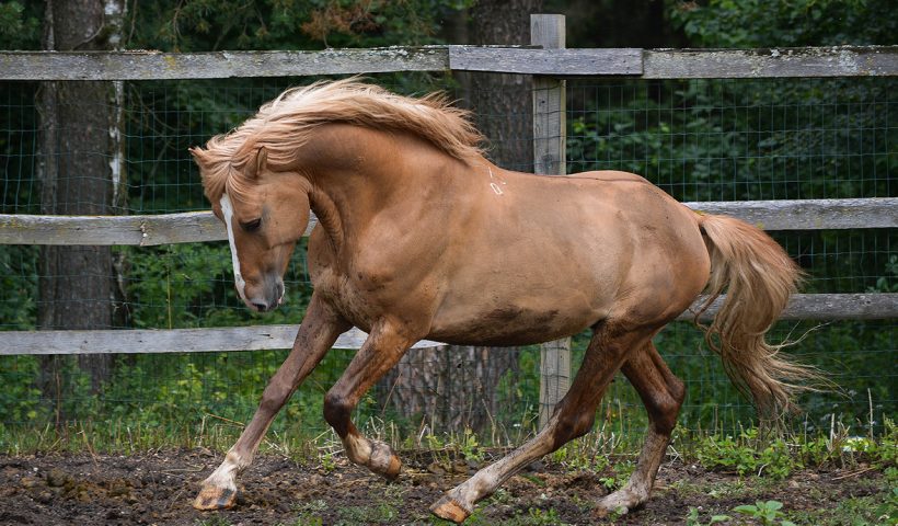 sano come un cavallo