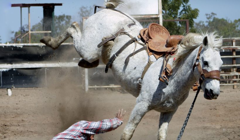 cavallo che sgroppa