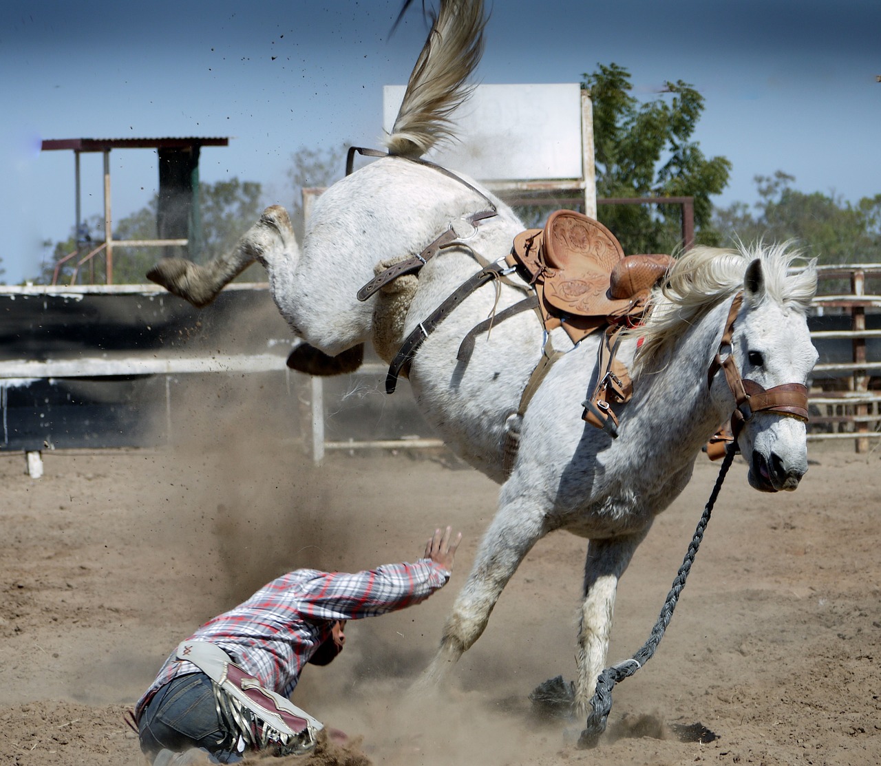 cavallo che sgroppa