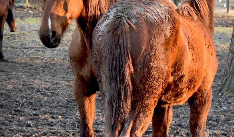 pulire il cavallo