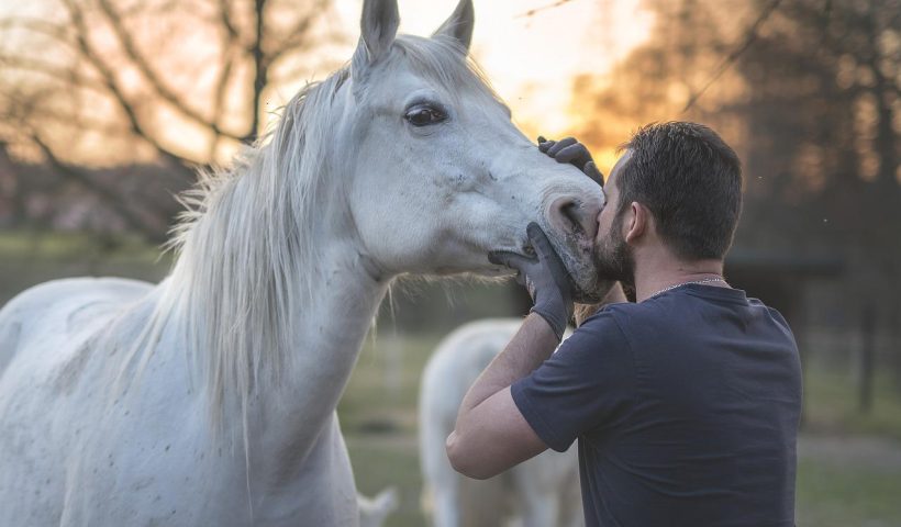 antropomorfizzare il cavallo