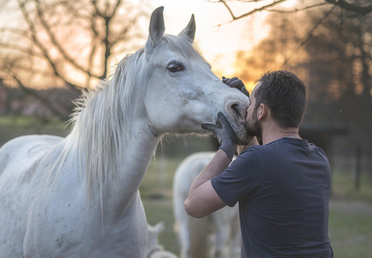 antropomorfizzare il cavallo