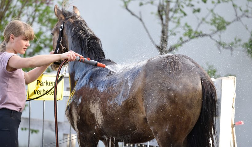 gestione del cavallo