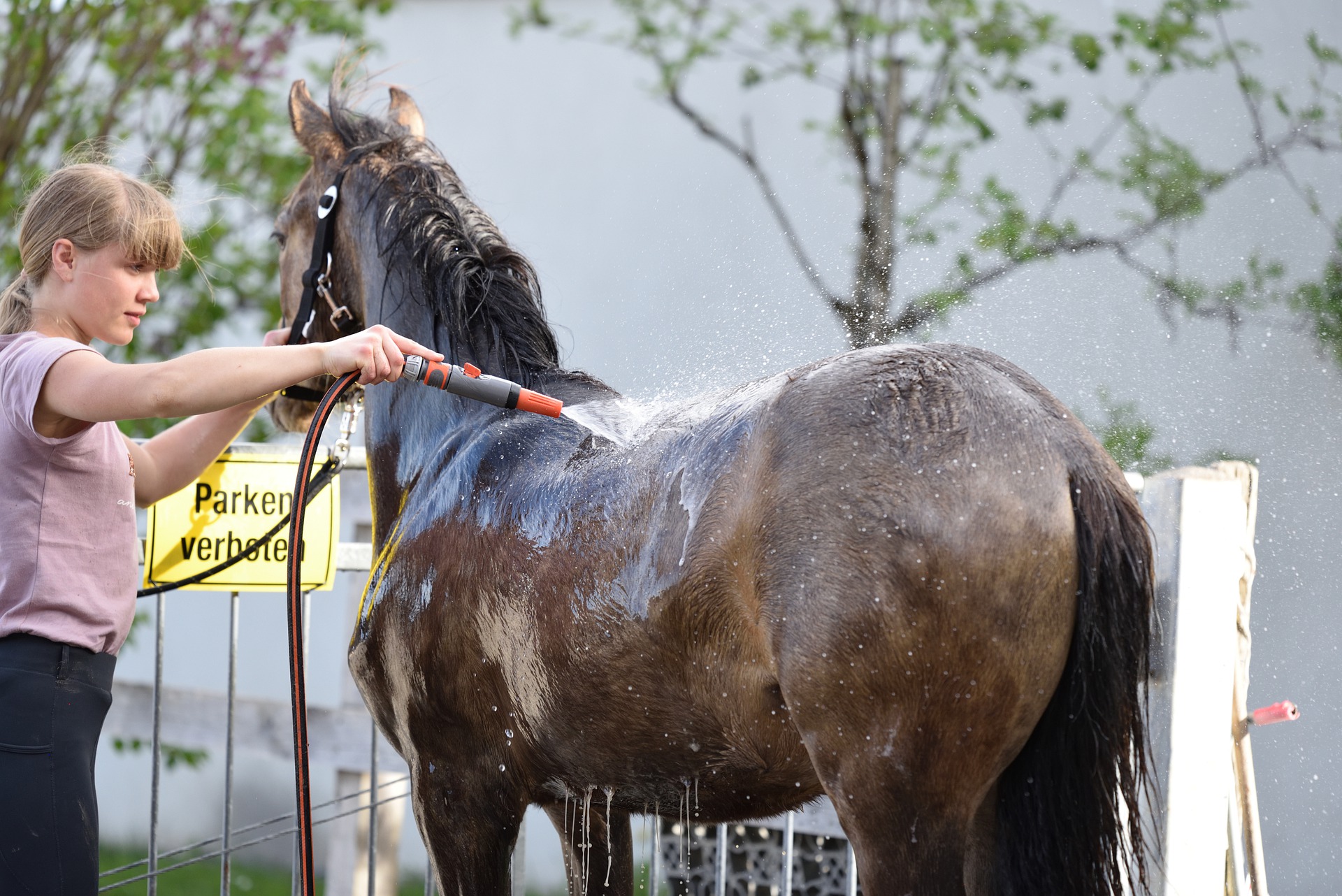 gestione del cavallo