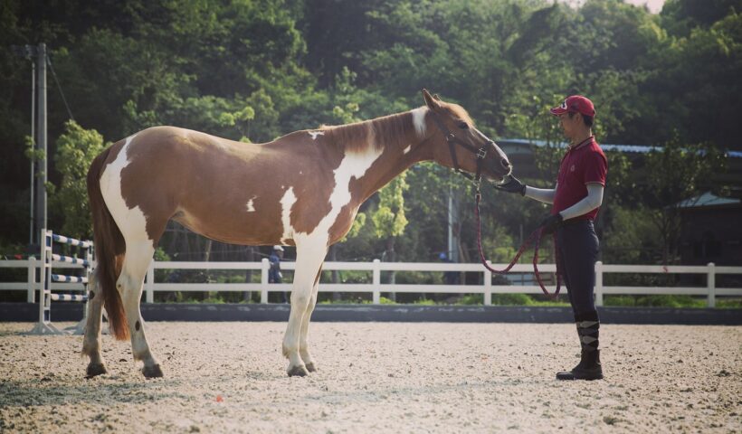 addestramento del cavallo