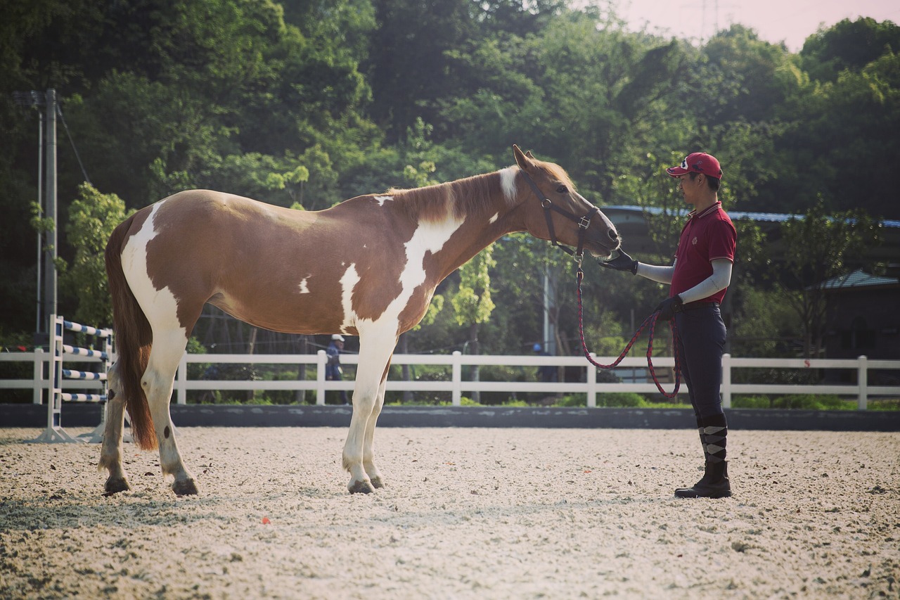 addestramento del cavallo