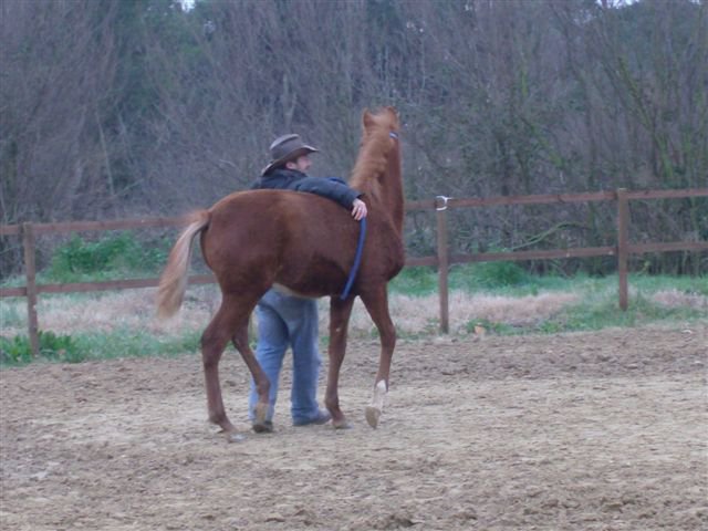 abituare il cavallo al sottopancia