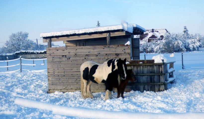 cavalli anziani inverno